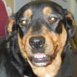 Rosie Rosie