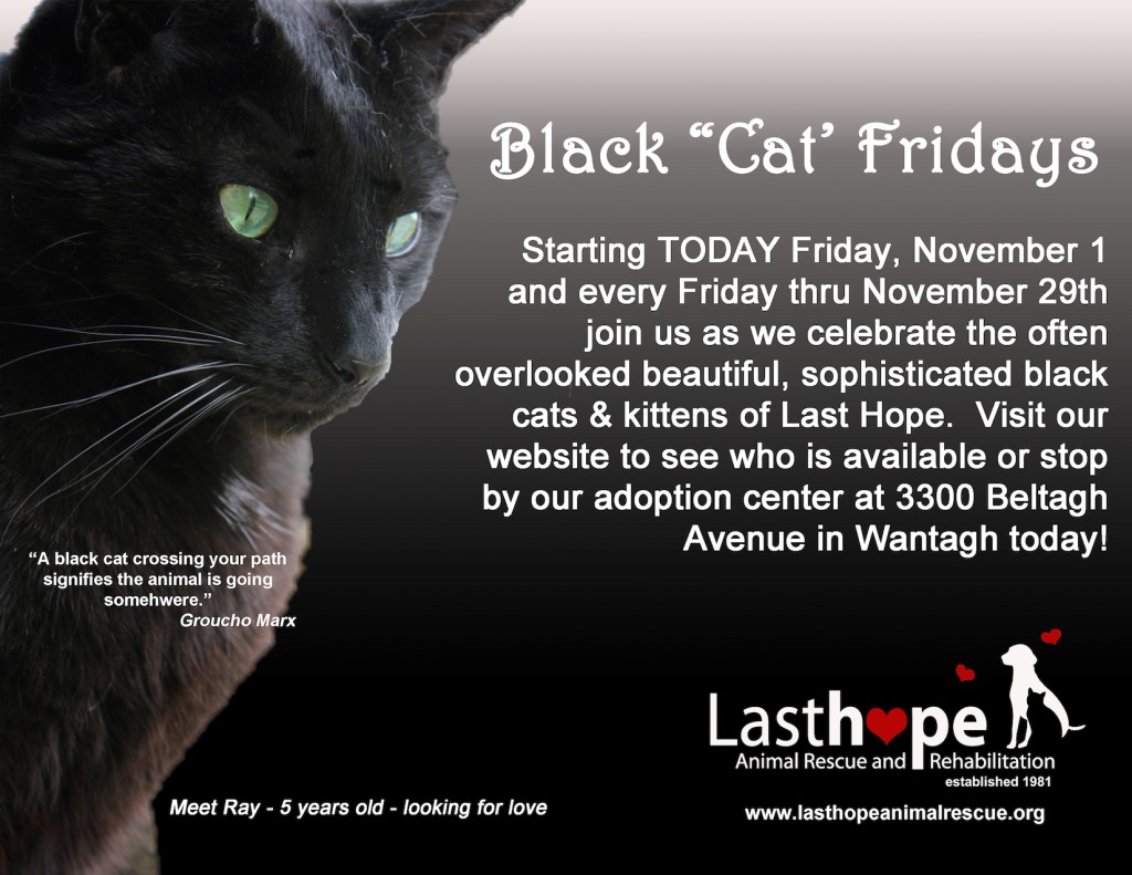 Black best sale cat rescue