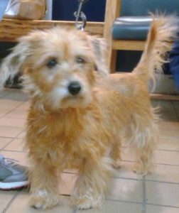 Norfolk terrier best sale cross puppies