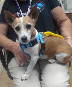 Jack Russell/Chihuahua and Pomeranian: 365-day wait to find forever home in  Burnley, Pendle or the Ribble Valley for inseparable dogs who hadn't been  outside for SIX YEARS