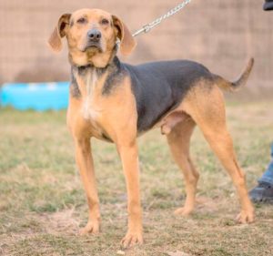 Bloodhound sales shepherd mix