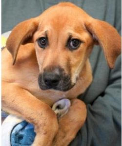 shepherd retriever puppy