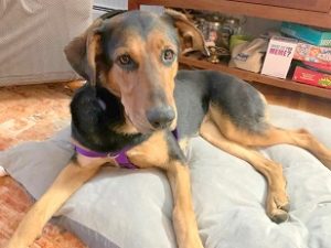 Shepherd + Mixed Breed Looking for Forever Homes - Montclair Girl