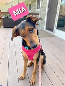 Shepherd + Mixed Breed Looking for Forever Homes - Montclair Girl