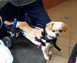 LUNA- young, paralyzed Pug/Peke ADOPTED | Last Hope Animal Rescue
