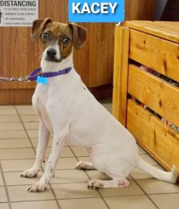 Jack russell best sale terrier adoption