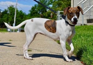 jack russell terrier beagle mix