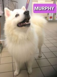 male american eskimo