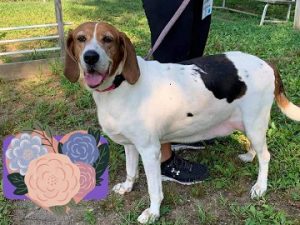 Female coonhound 2024