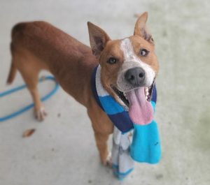 Pitbull and best sale red heeler mix