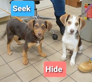 Beagle mix hot sale rescue