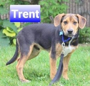 beagle bloodhound mix puppies