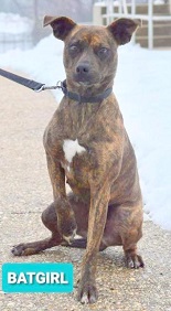 Brindle hot sale feist dog