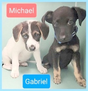 Shepherd mix puppies for 2024 adoption