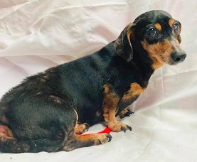 Senior dachshund hot sale