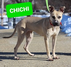 what happened to chichi the rescue dog