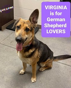 German shepherd mix dogs best sale for adoption