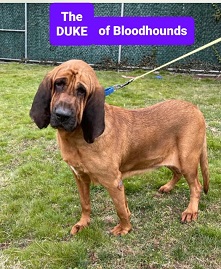 Bloodhound store for adoption