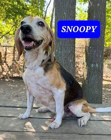 how is snoopy a beagle