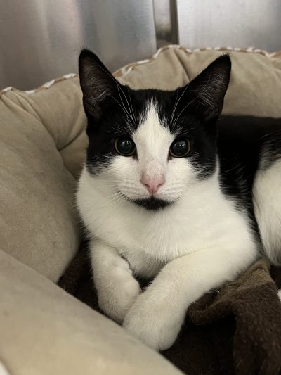 Declawed Cats for Adoption/NY Area