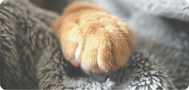 pexels-aleksandar-cvetanovic-605352-1440406 1